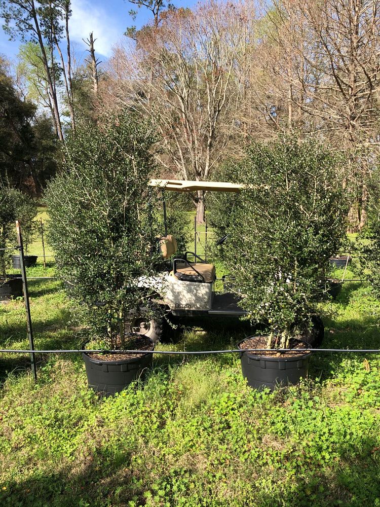 ilex-vomitoria-yaupon-holly