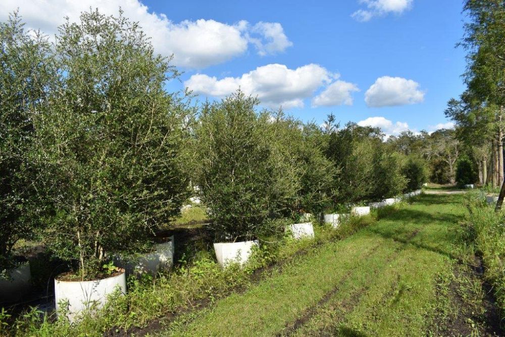 ilex-vomitoria-yaupon-holly