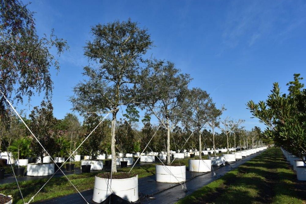 ilex-vomitoria-yaupon-holly