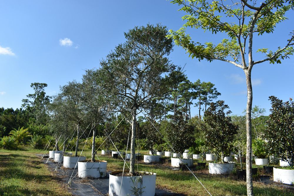 ilex-vomitoria-yaupon-holly