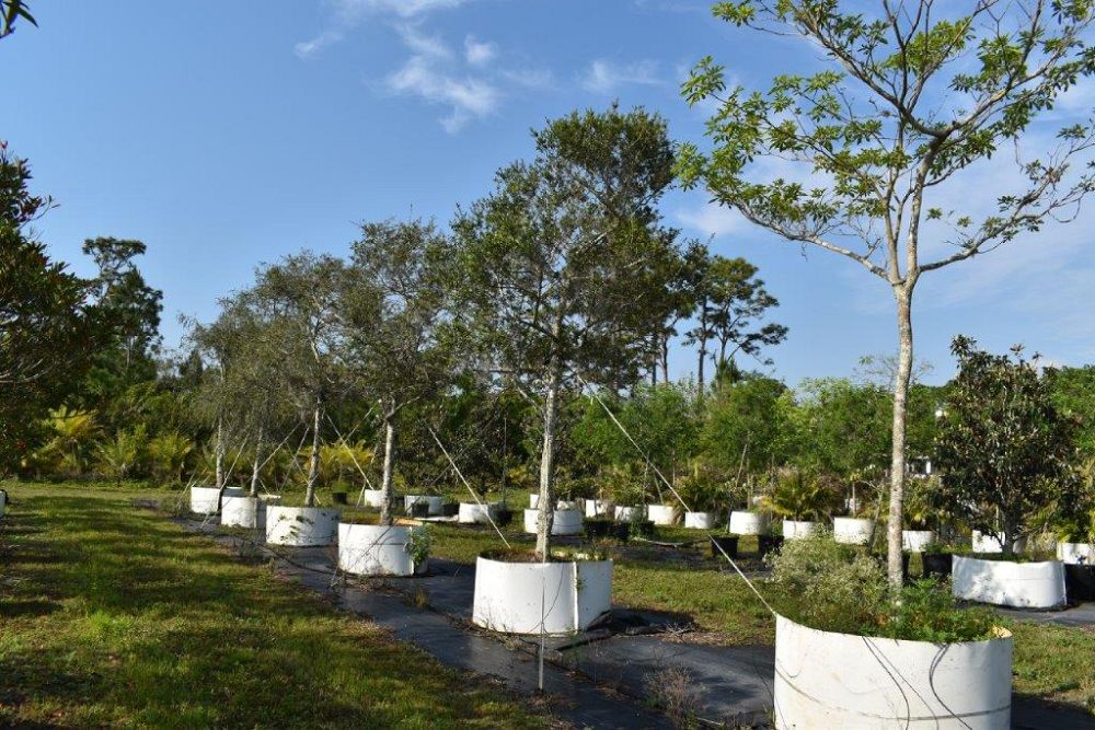 ilex-vomitoria-yaupon-holly
