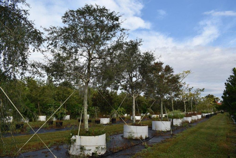 ilex-vomitoria-yaupon-holly