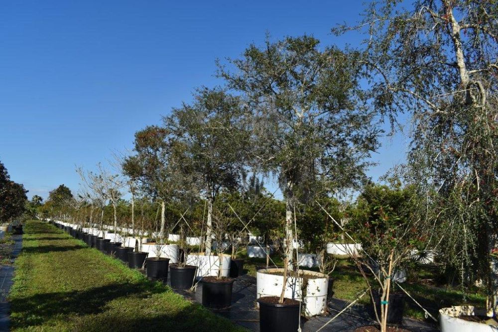 ilex-vomitoria-yaupon-holly