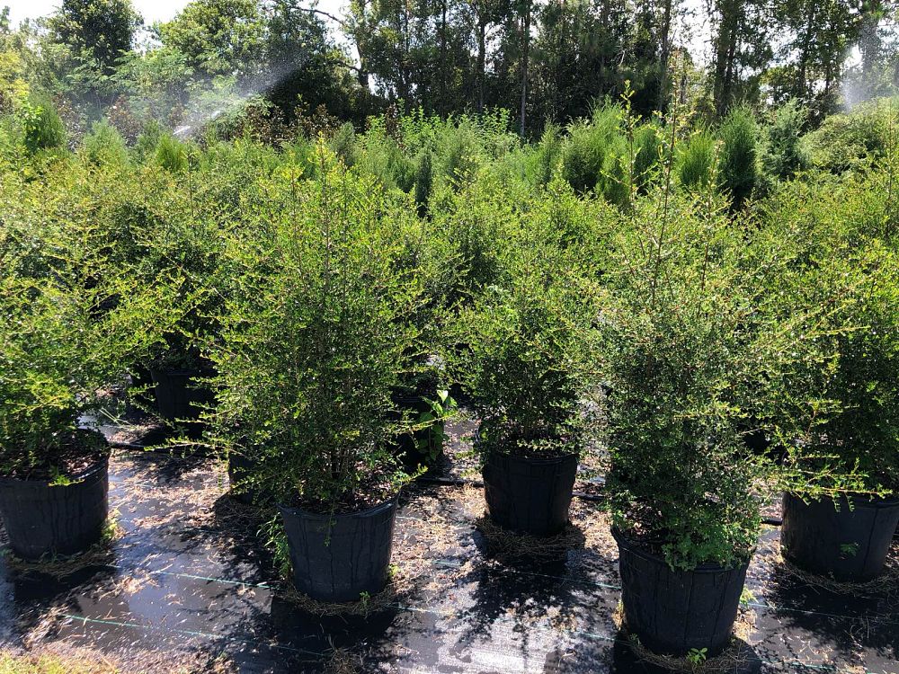 ilex-vomitoria-yaupon-holly