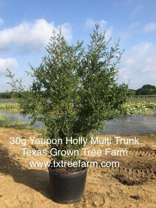 ilex-vomitoria-yaupon-holly