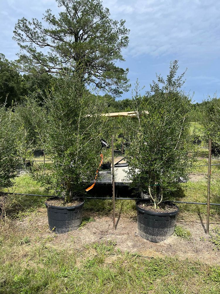 ilex-vomitoria-yaupon-holly