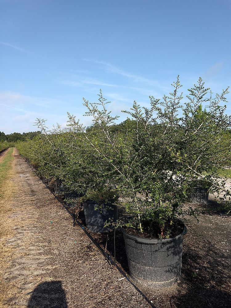 ilex-vomitoria-yaupon-holly