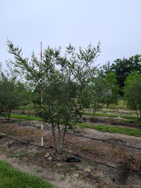 ilex-vomitoria-yaupon-holly