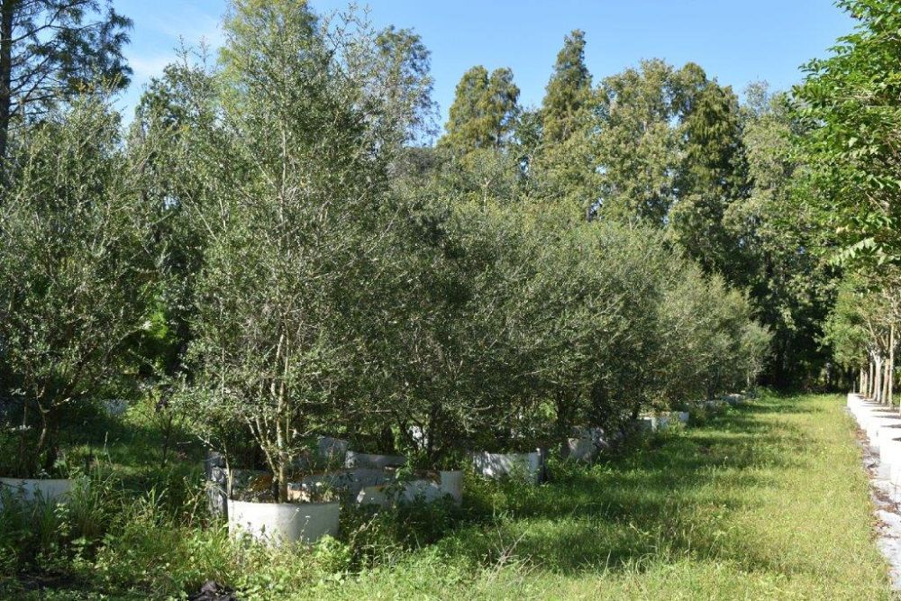 ilex-vomitoria-yaupon-holly