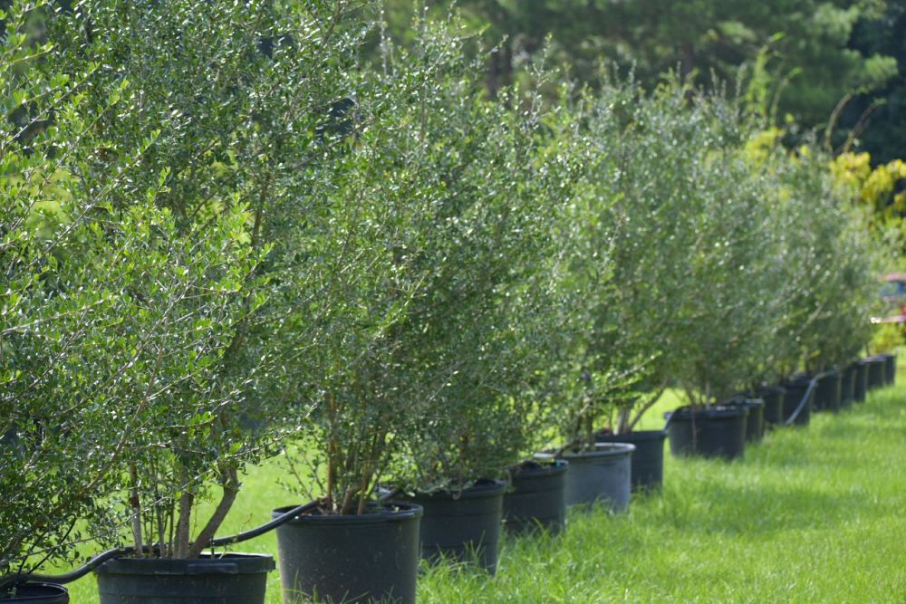 ilex-vomitoria-yaupon-holly