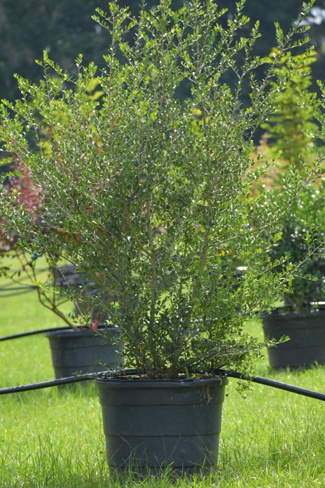 ilex-vomitoria-yaupon-holly