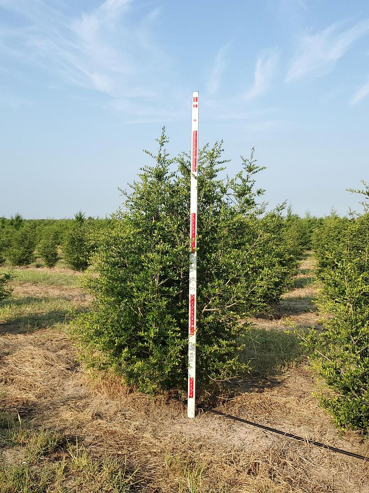 ilex-vomitoria-yaupon-holly