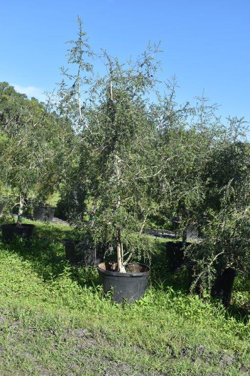 ilex-vomitoria-yaupon-holly