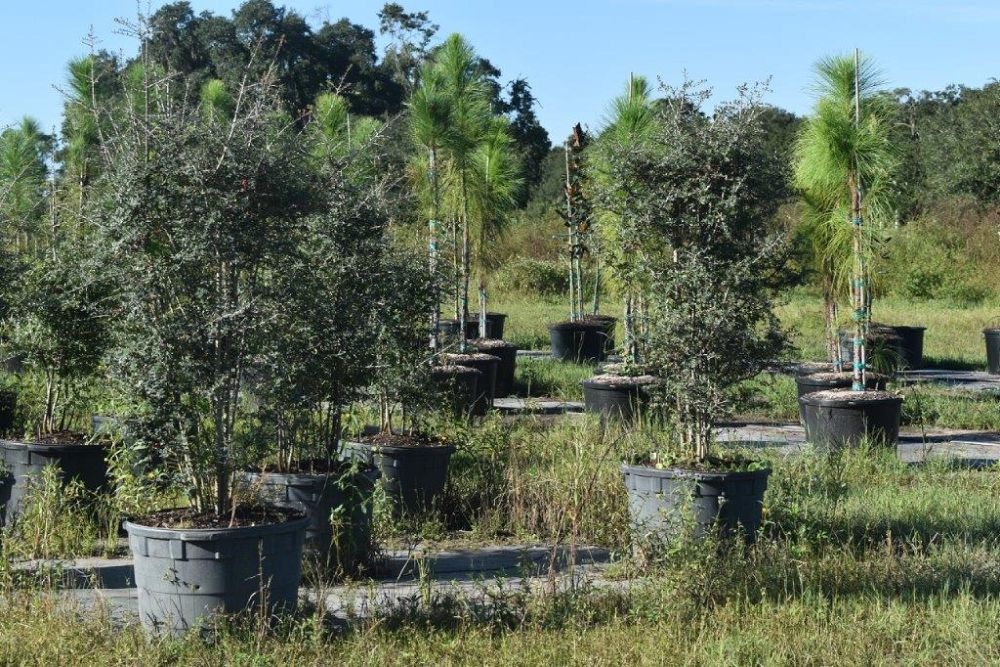 ilex-vomitoria-yaupon-holly