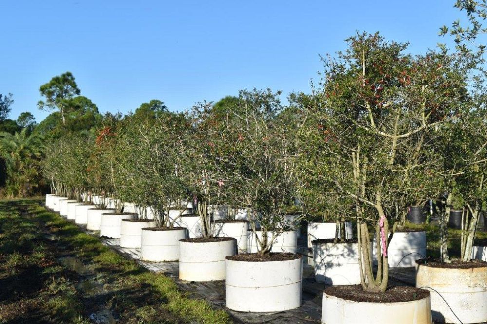 ilex-vomitoria-yaupon-holly