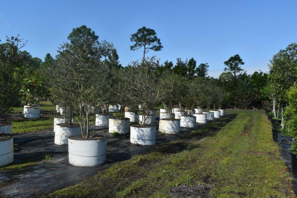 ilex-vomitoria-yaupon-holly