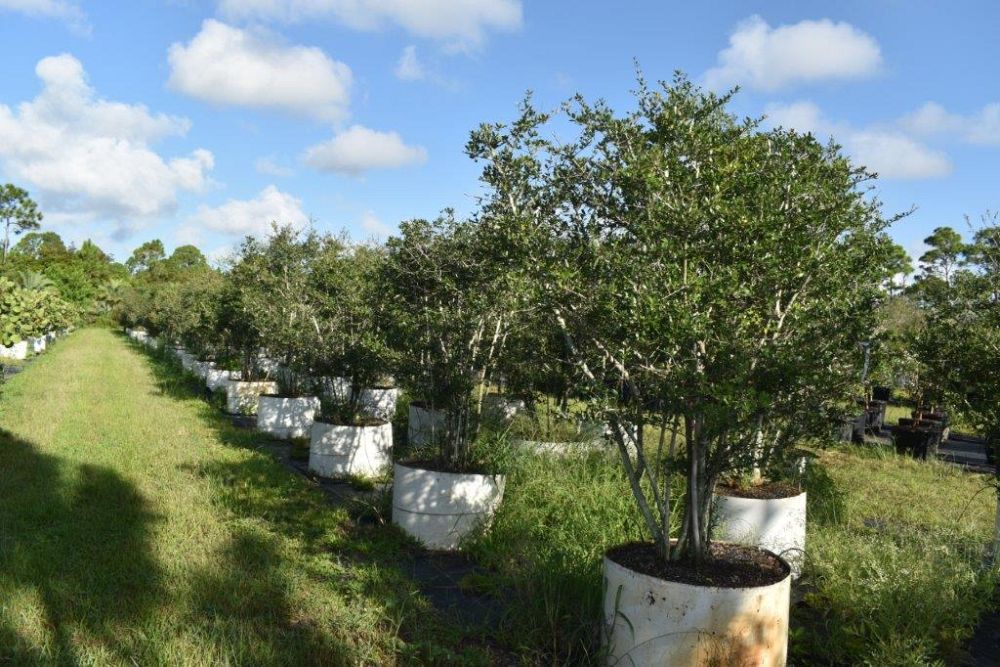 ilex-vomitoria-yaupon-holly