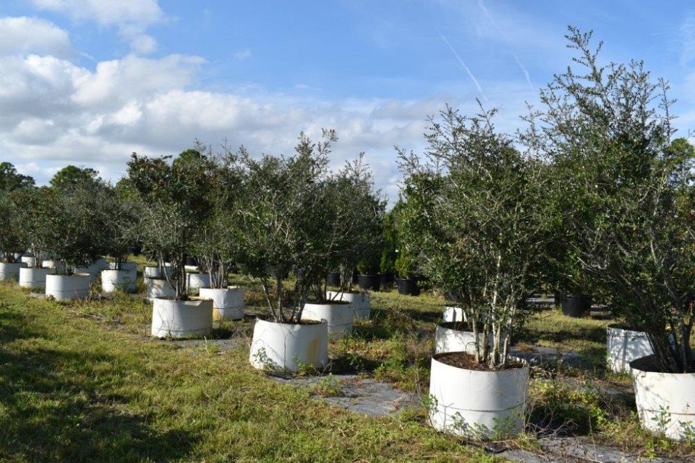ilex-vomitoria-yaupon-holly