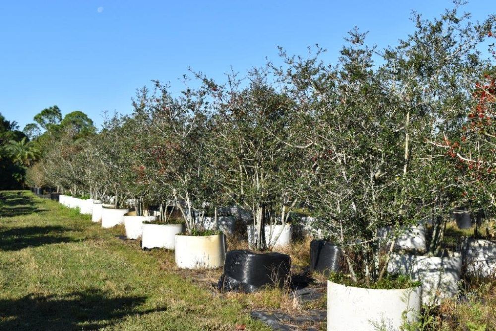 ilex-vomitoria-yaupon-holly