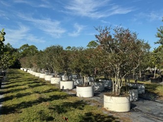 ilex-vomitoria-yaupon-holly