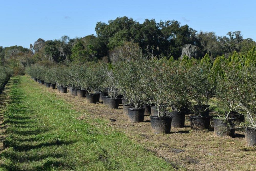 ilex-vomitoria-yaupon-holly