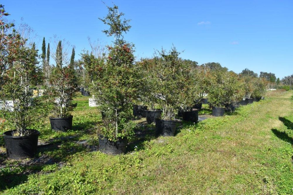ilex-vomitoria-yaupon-holly
