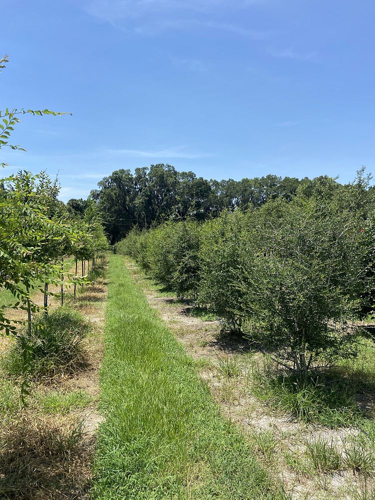 ilex-vomitoria-yaupon-holly