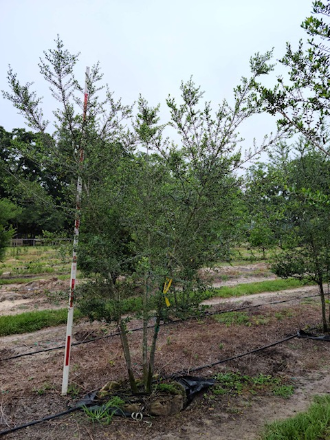ilex-vomitoria-yaupon-holly