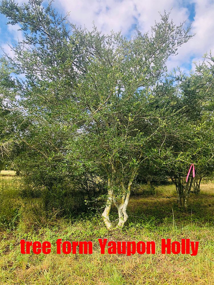 ilex-vomitoria-yaupon-holly
