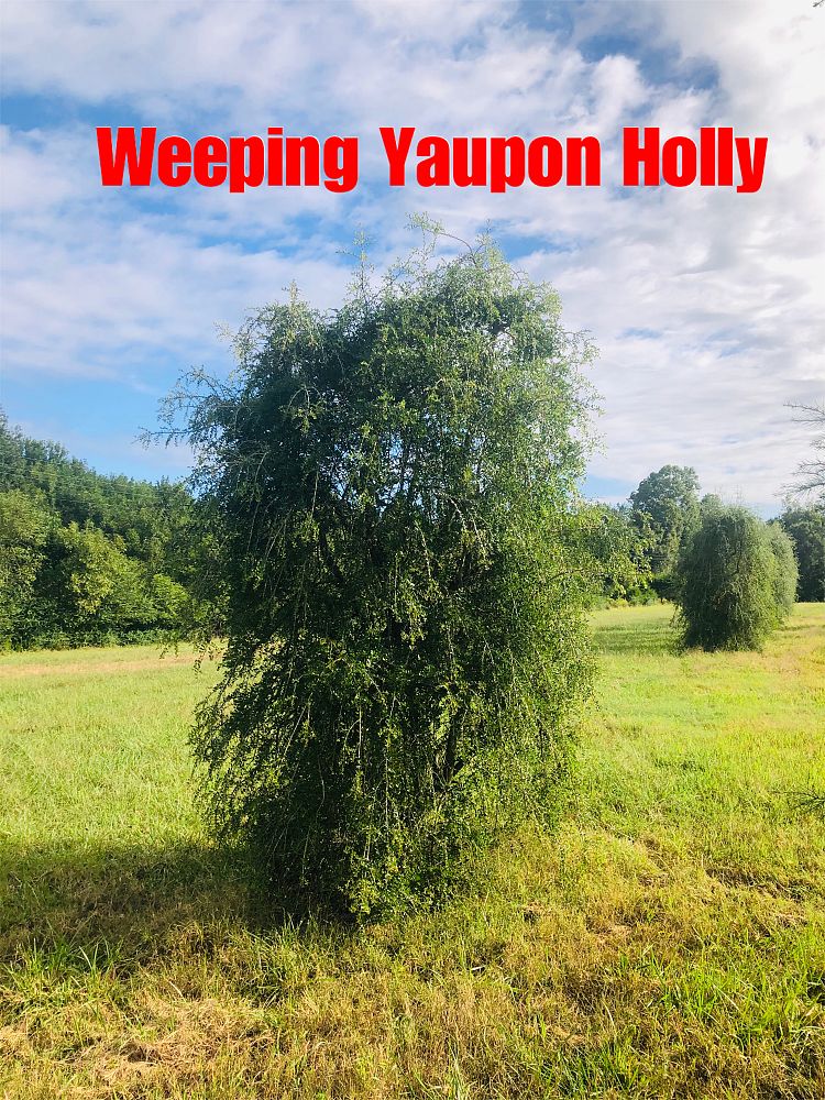 ilex-vomitoria-yaupon-holly