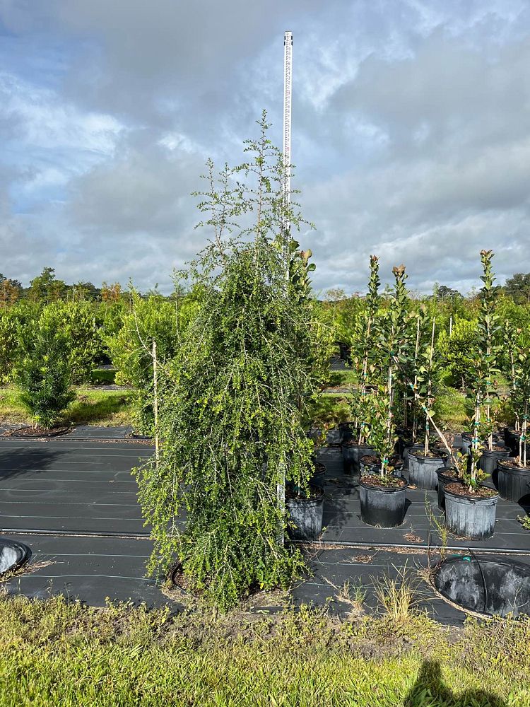 ilex-vomitoria-yaupon-holly