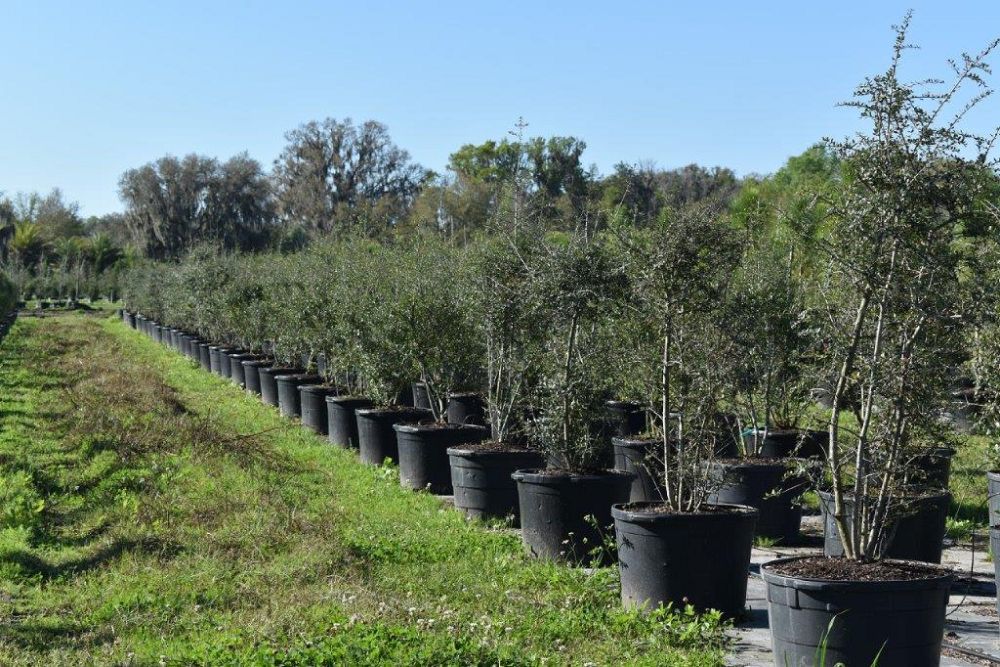 ilex-vomitoria-yaupon-holly