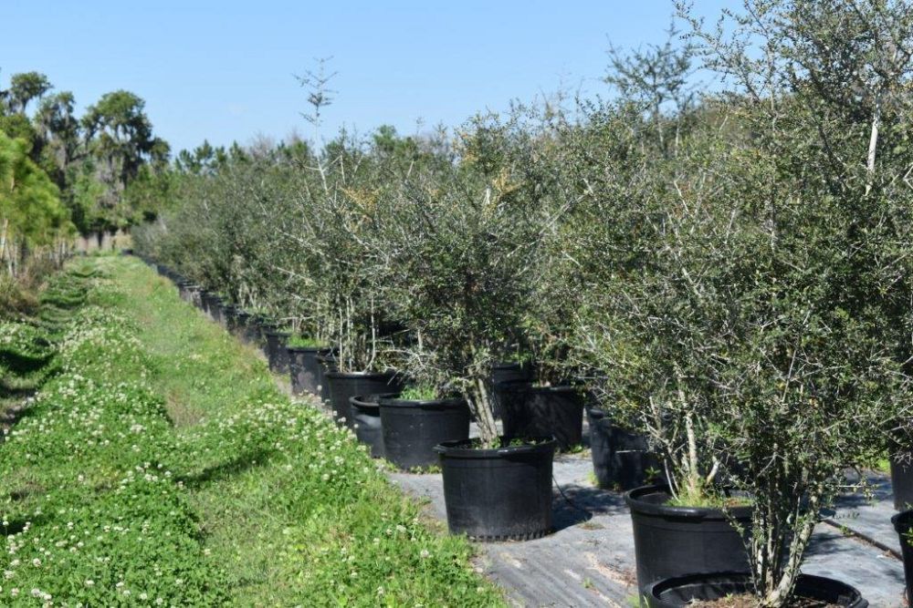 ilex-vomitoria-yaupon-holly
