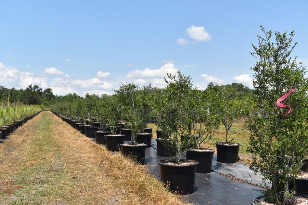 ilex-vomitoria-yaupon-holly
