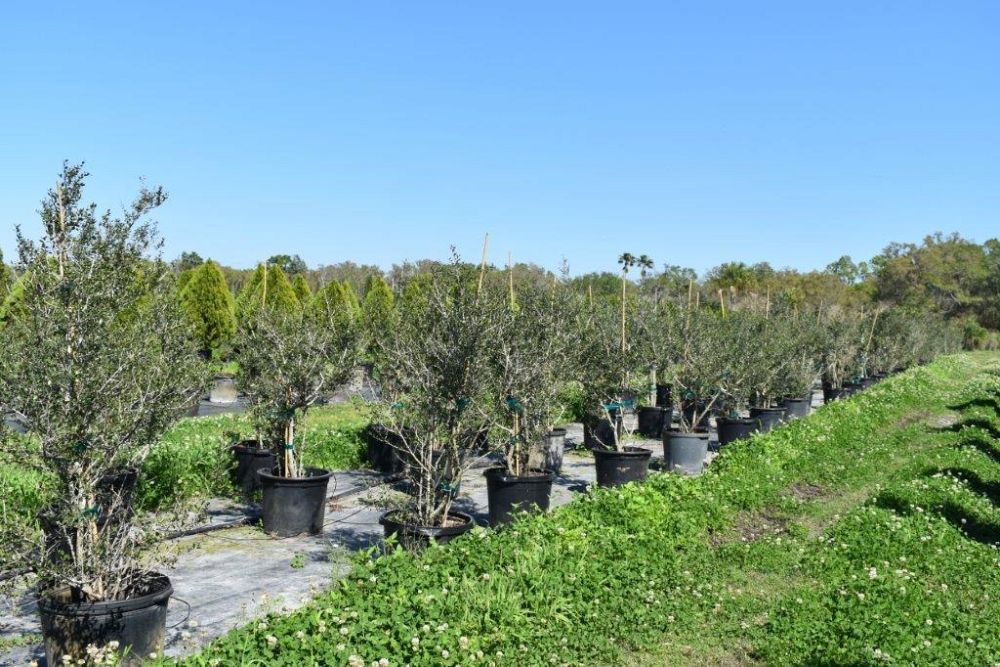 ilex-vomitoria-yaupon-holly