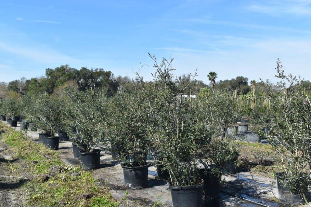 ilex-vomitoria-yaupon-holly