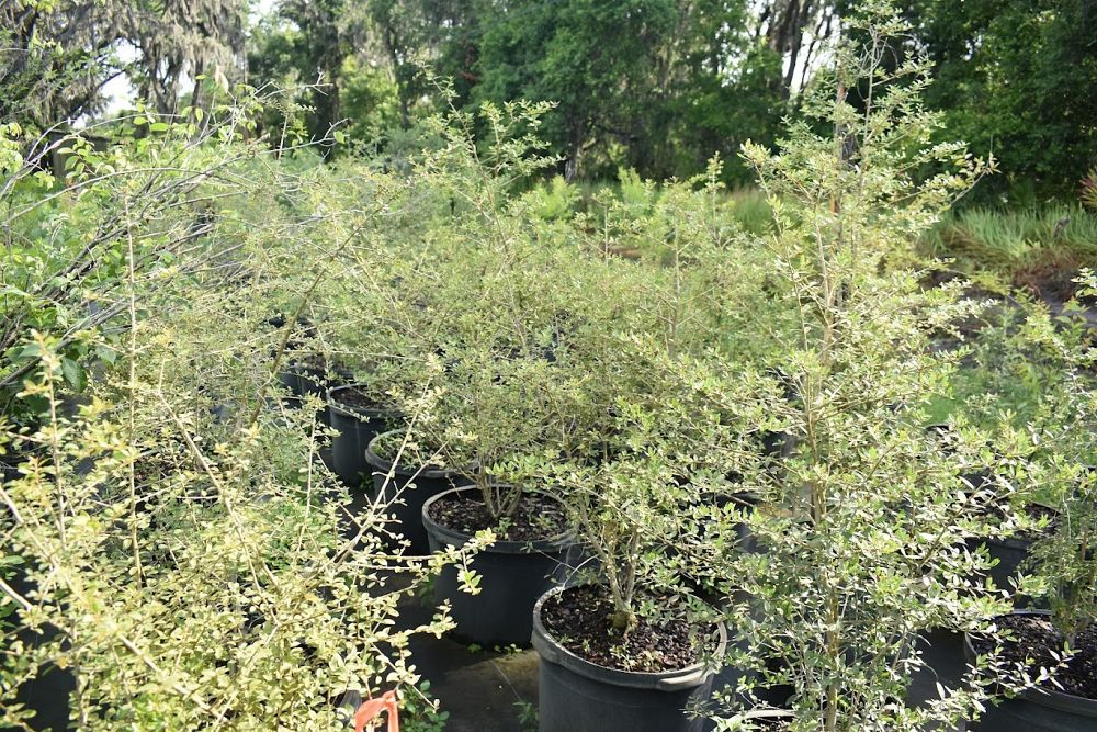 ilex-vomitoria-yaupon-holly