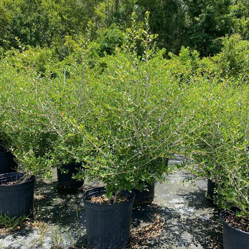 ilex-vomitoria-yaupon-holly