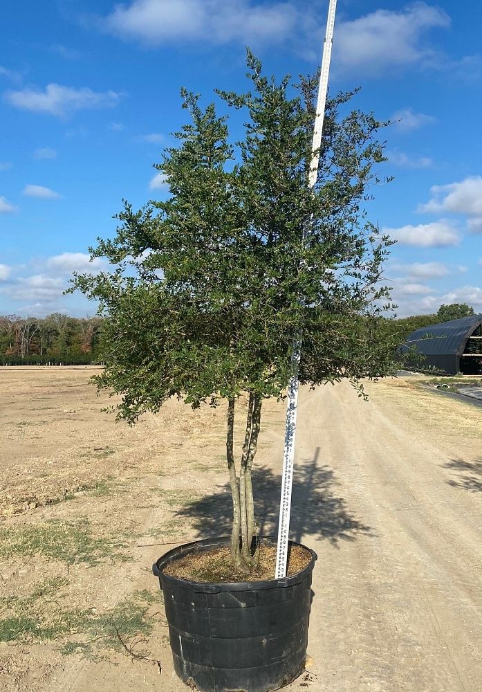 ilex-vomitoria-yaupon-holly