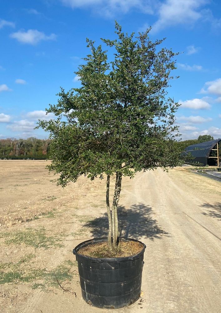 ilex-vomitoria-yaupon-holly