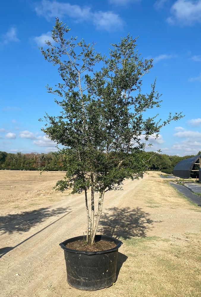 ilex-vomitoria-yaupon-holly