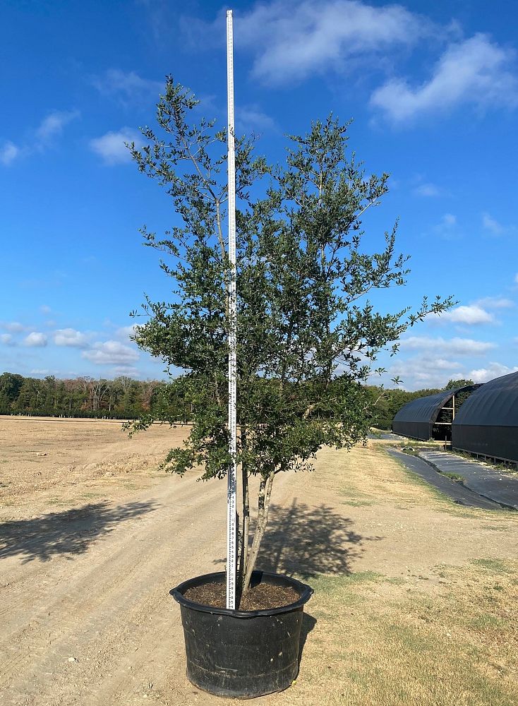 ilex-vomitoria-yaupon-holly