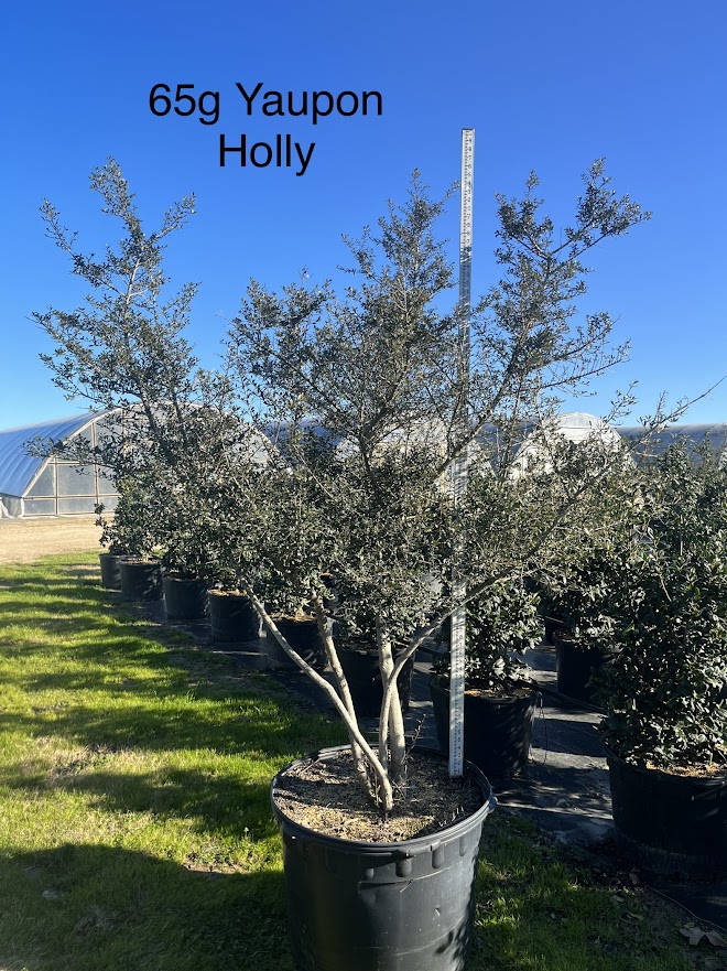 ilex-vomitoria-yaupon-holly