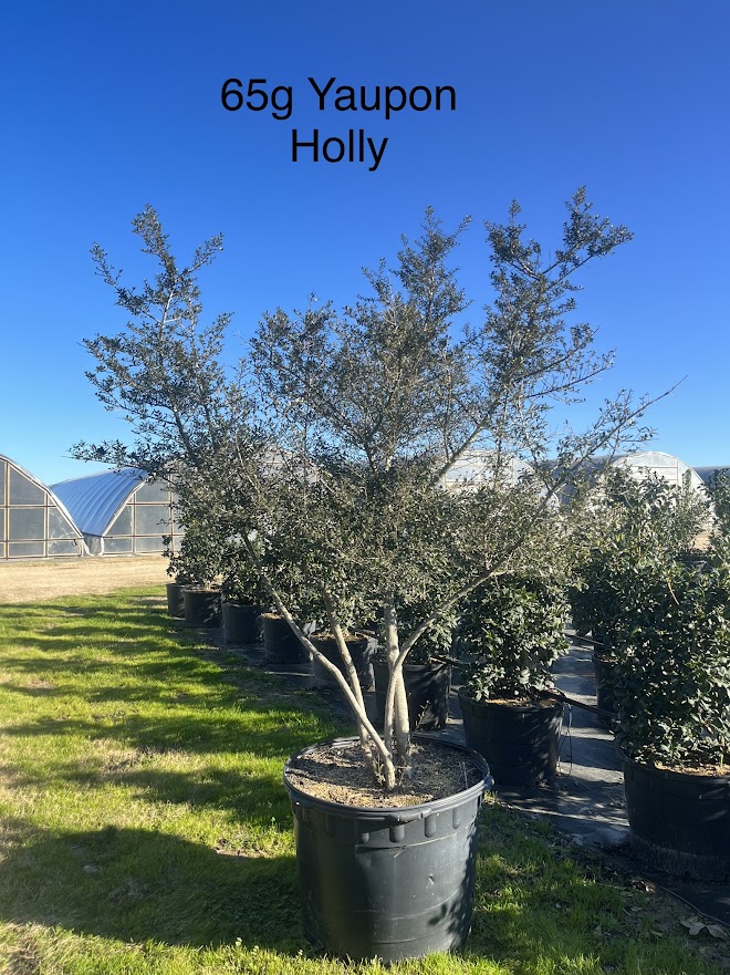 ilex-vomitoria-yaupon-holly