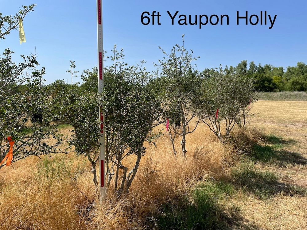 ilex-vomitoria-yaupon-holly