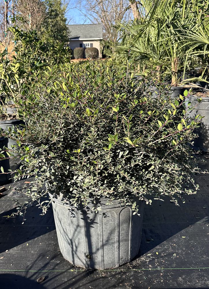 ilex-vomitoria-yaupon-holly