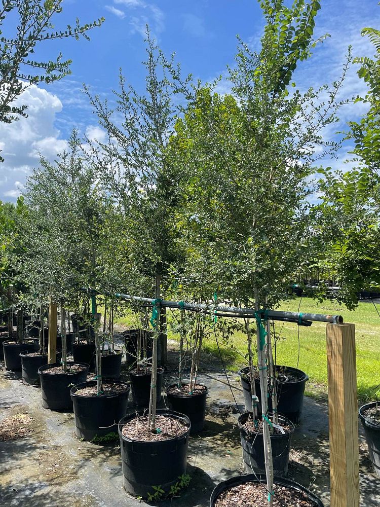ilex-vomitoria-yaupon-holly