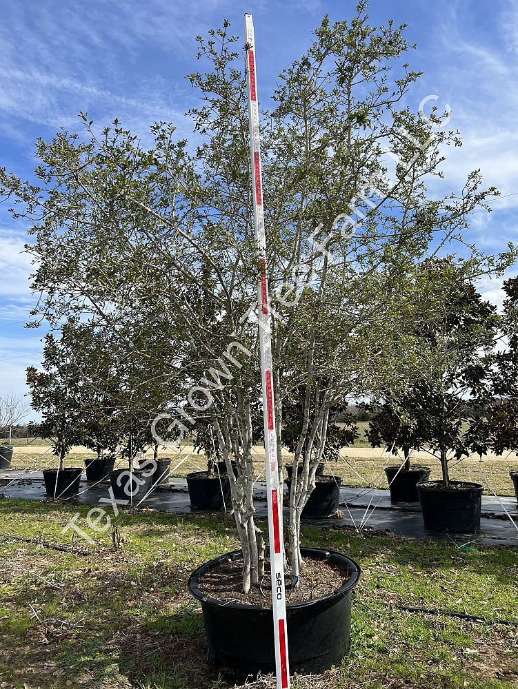 ilex-vomitoria-yaupon-holly