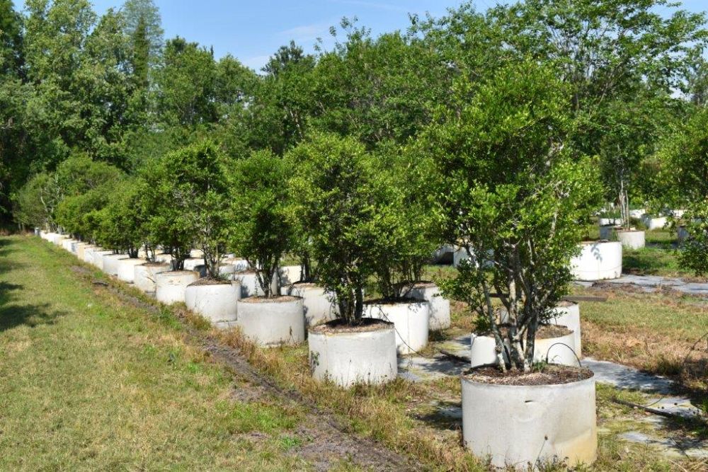 ilex-vomitoria-yaupon-holly