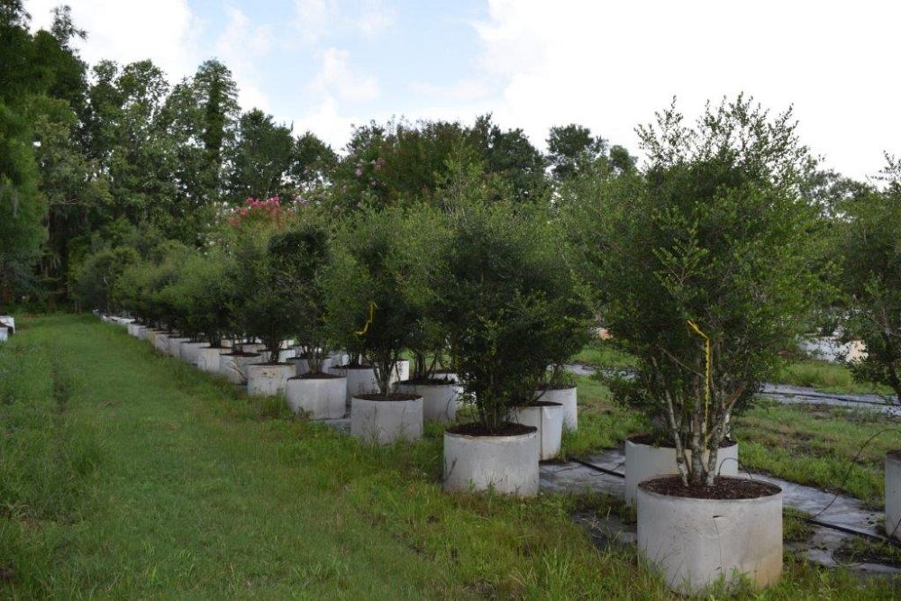 ilex-vomitoria-yaupon-holly